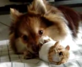 Dog Hearts Vibrating Hammie